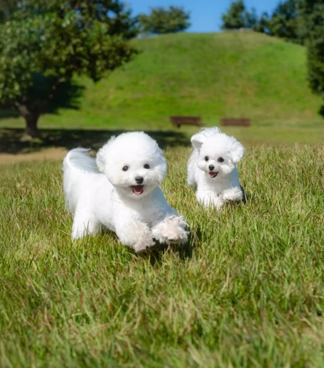 Should You Get a Second Puppy? Signs Your Dog May Need a Friend🐾