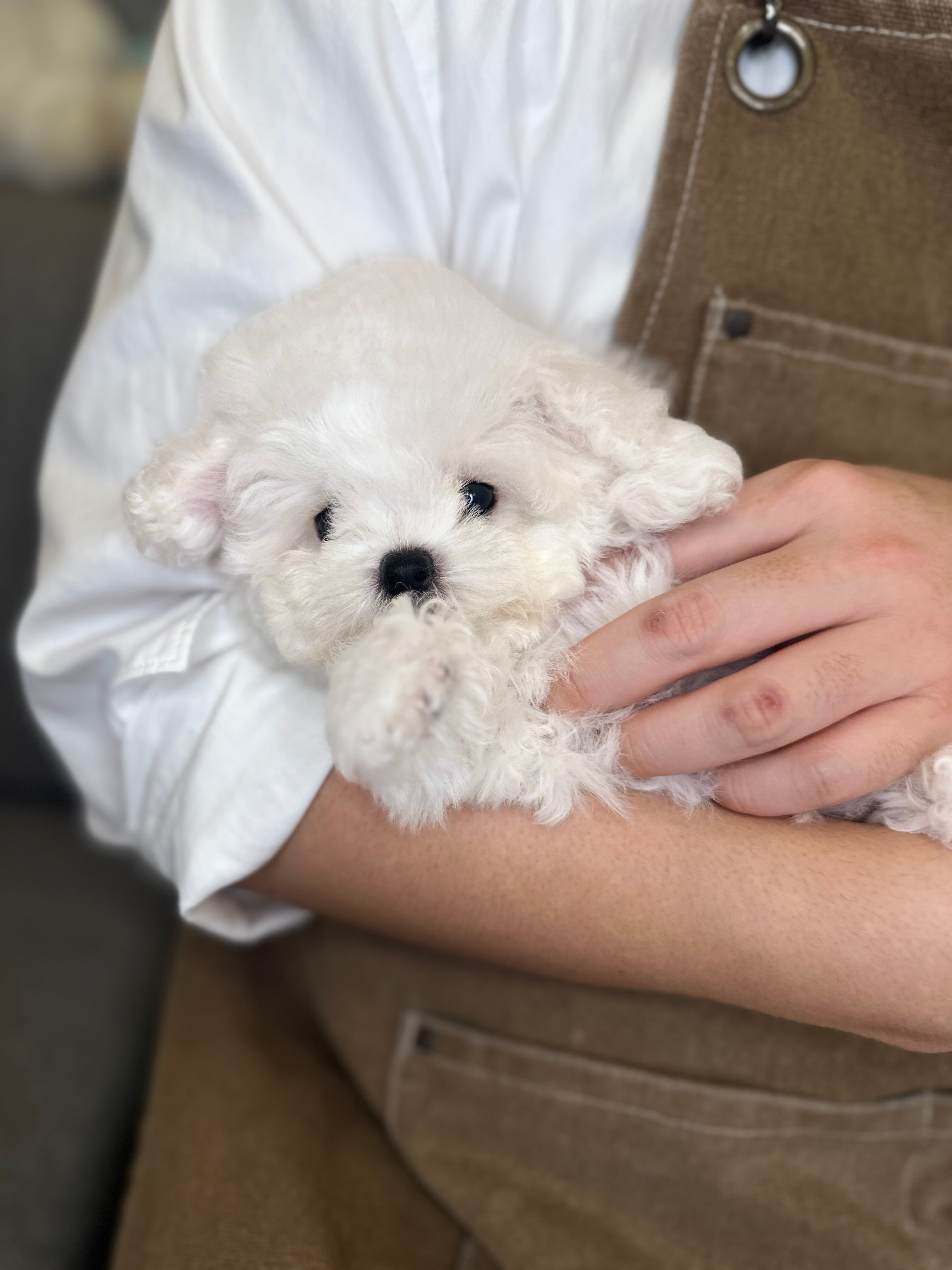 Baby mini Bichon Frise puppy from Korea held in her breeder's arms