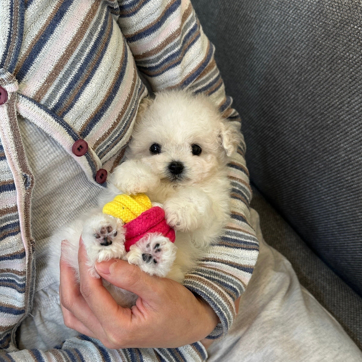 WHY BUYING A TEACUP PUPPY FROM KOREA IS THE BEST CHOICE: A COMPLETE GUIDE