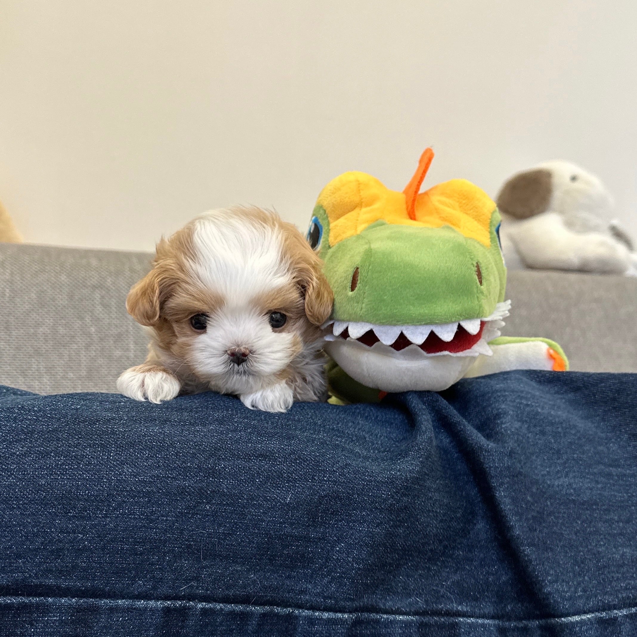 Maltese vs Maltipoo vs Teacup Poodle: Your Ultimate Guide to Finding the Perfect Small Dog