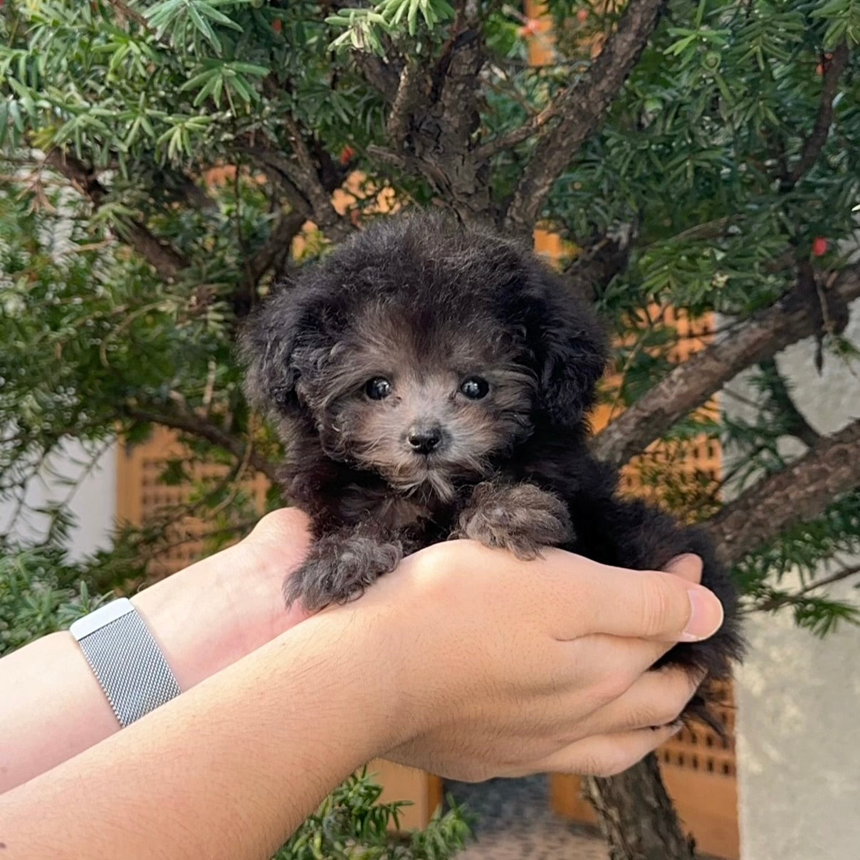 The First Key to a Dog's Emotional Health: Socialization