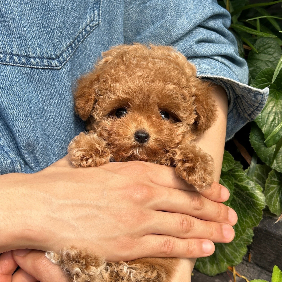 Teacup Teddy Dog Dog Breed Cute Small Teddy Bear Dog Meet This Beautiful Teddy  Bear, image size:1200x1200