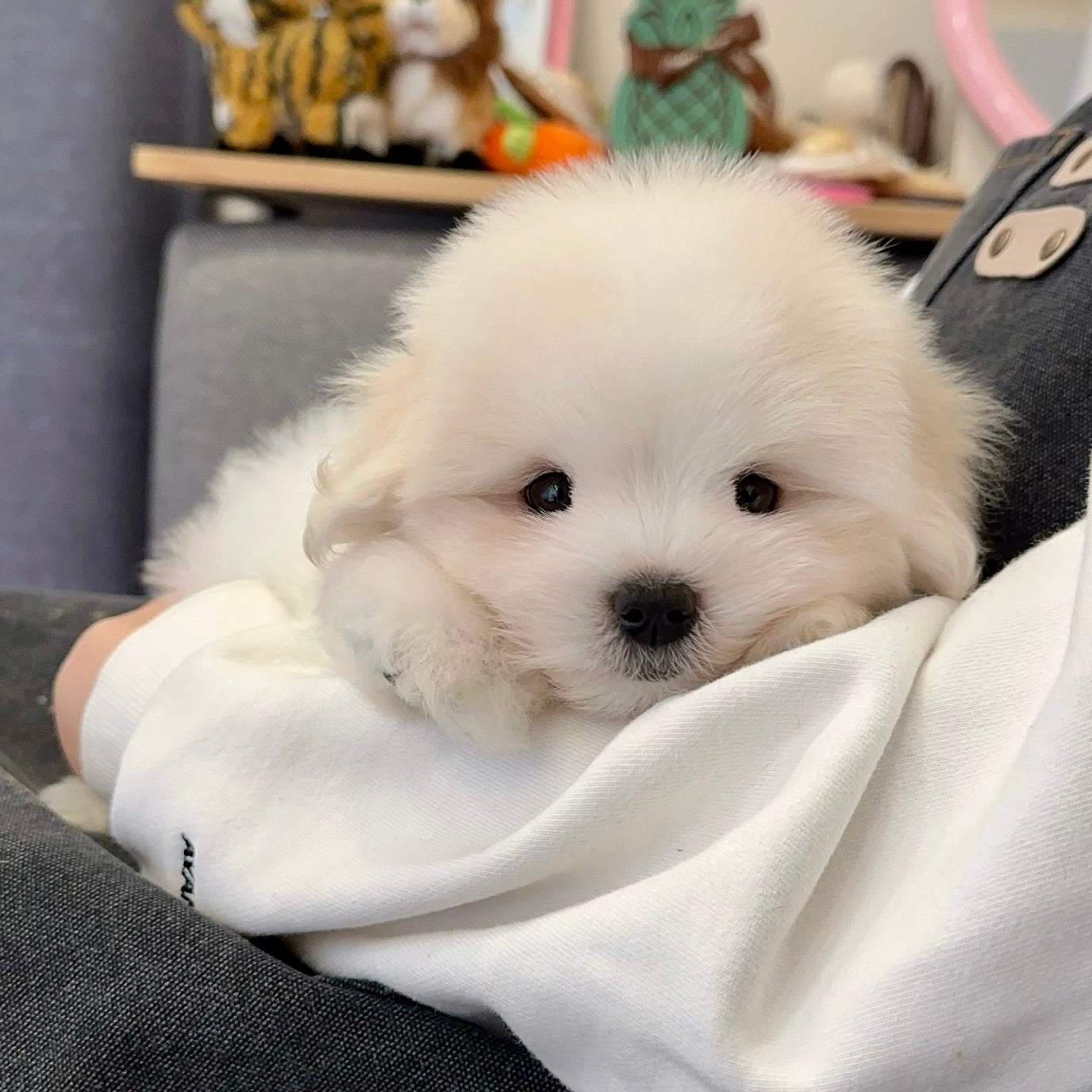 The Growth Chronicle of a Dog