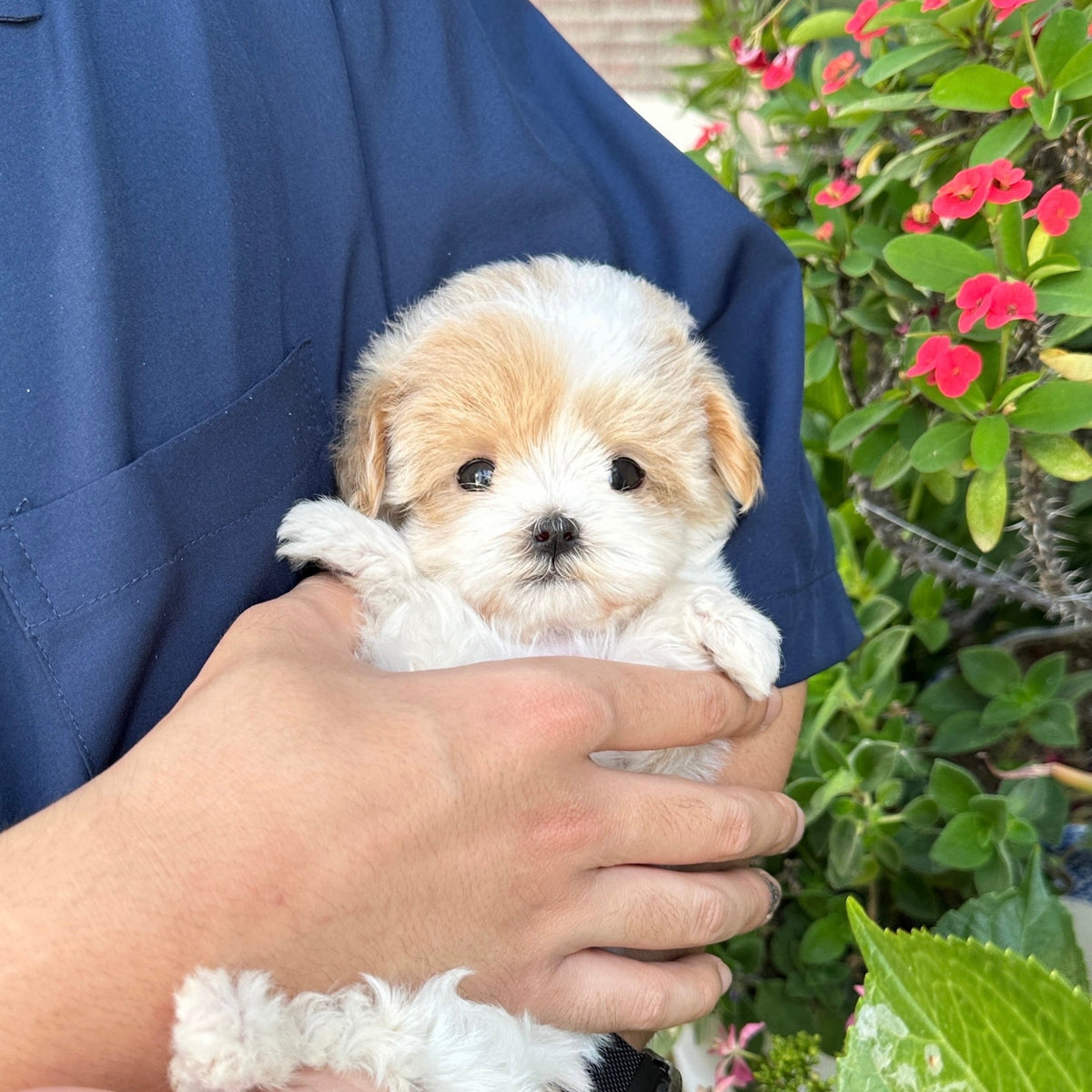 TEACUP PUPPY GROOMING GUIDE: KEEP YOUR MINI PUP LOOKING PERFECT