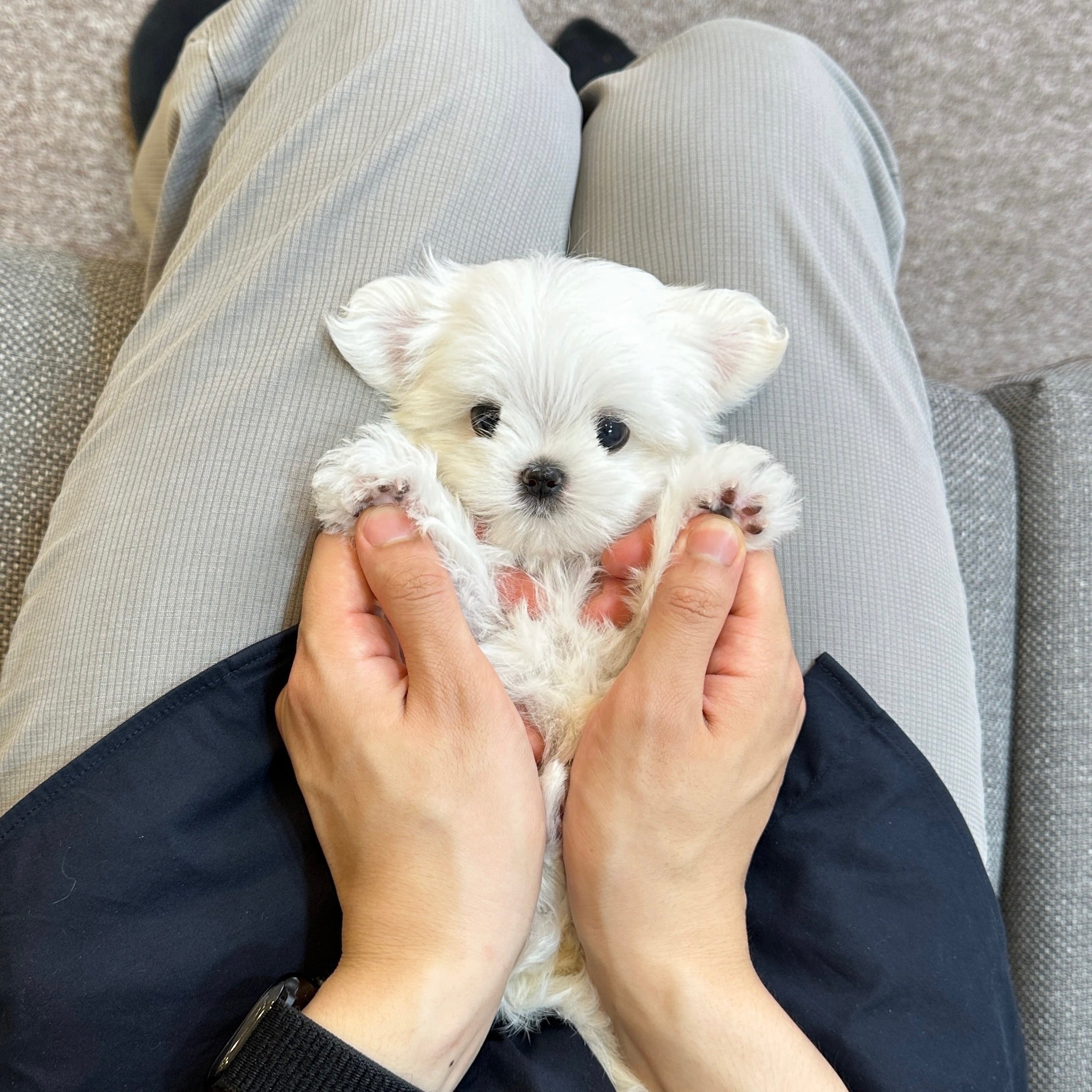 Top 5 Puppy Training Mistakes – Common Misunderstandings