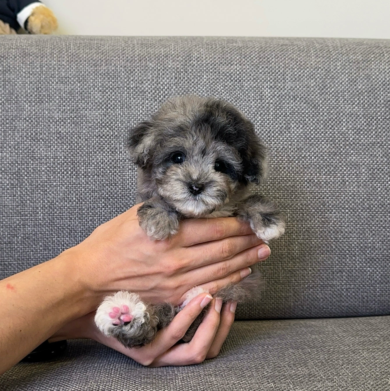 Let's find out about vaccinations for puppies.