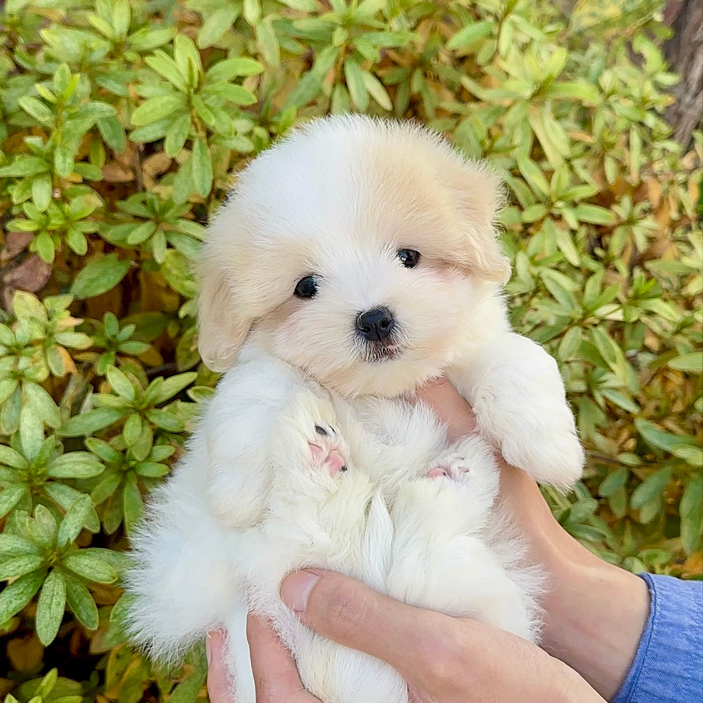 Can Puppies and Dogs Really Know Human Emotions?