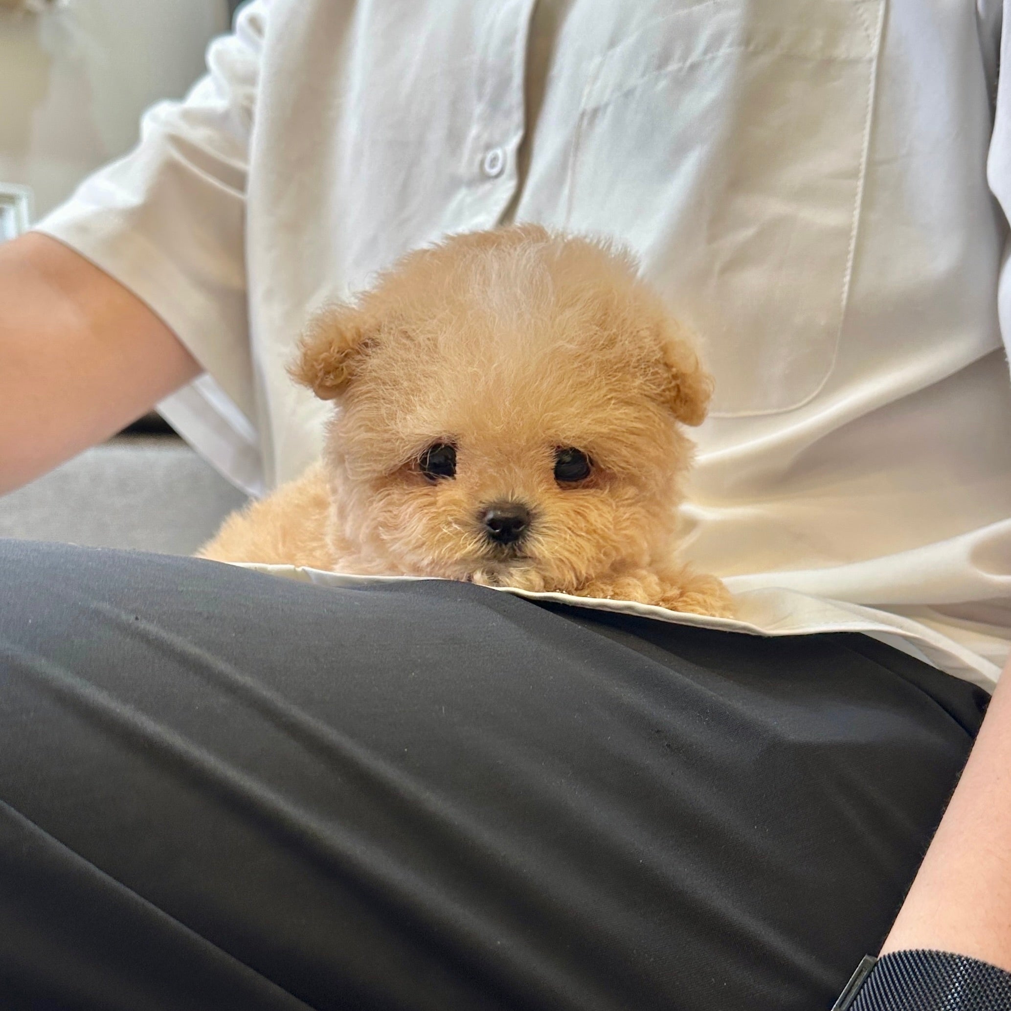 YOUR PUPPY’S FIRST WEEK AT HOME: COMMON CHALLENGES & EASY SOLUTIONS