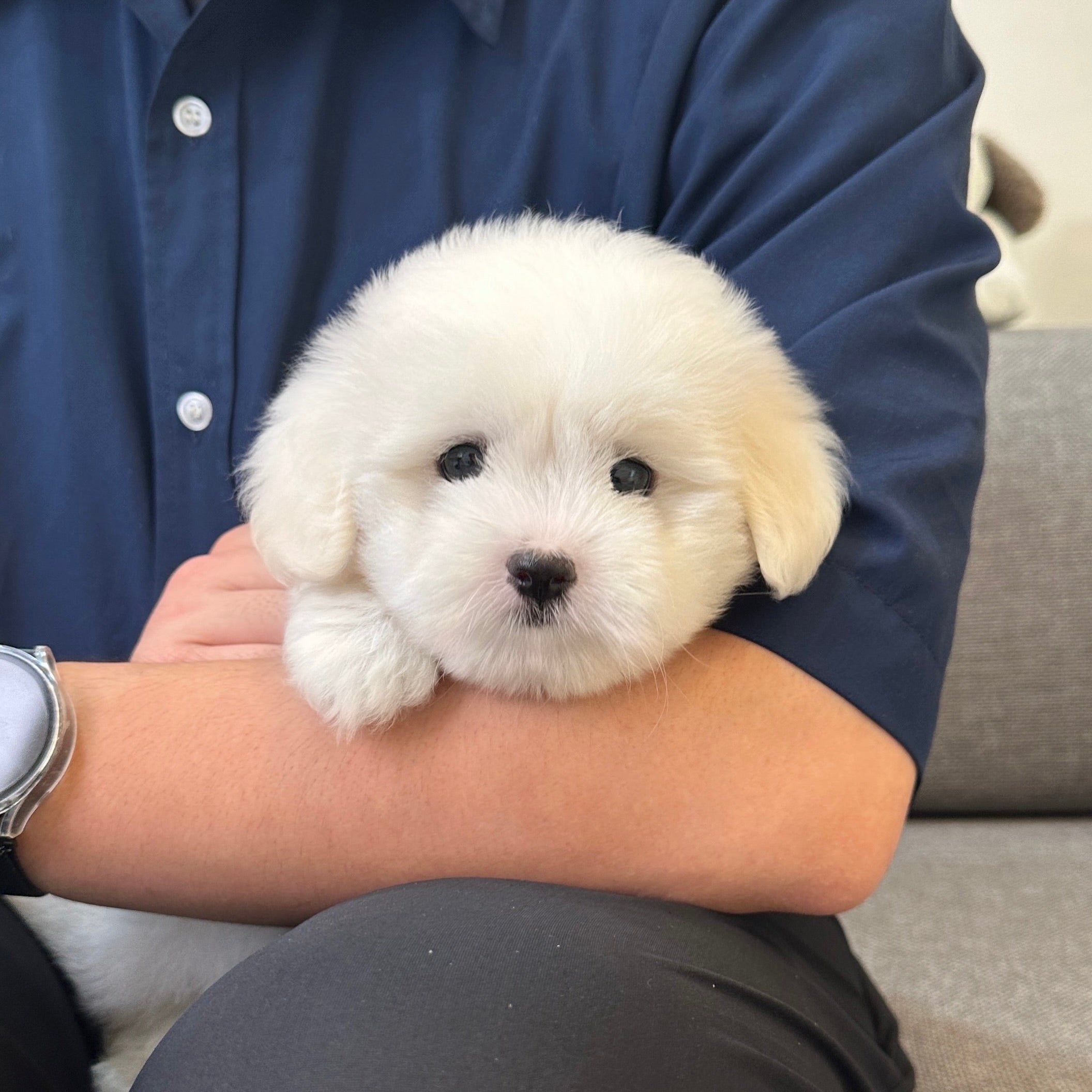 Top 10 Teacup Toy Puppy Breeds to Adopt from South Korea in 2025