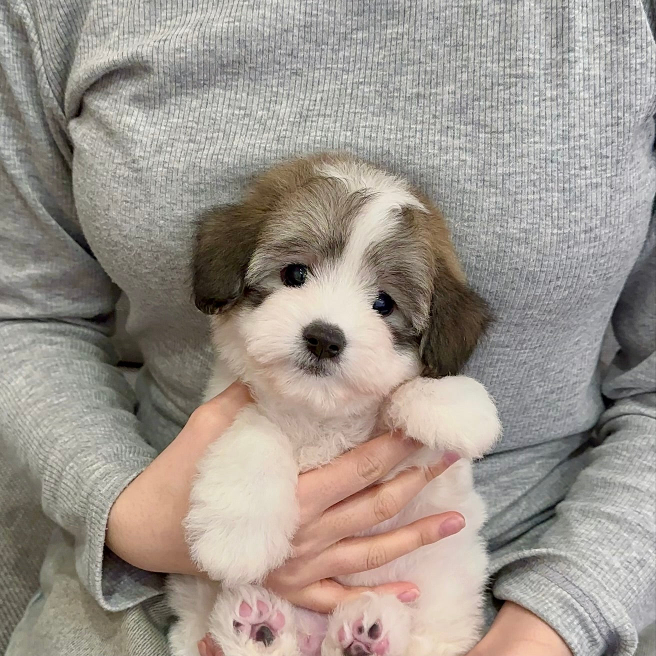 Coton de Tulear parti color puppy held by woman
