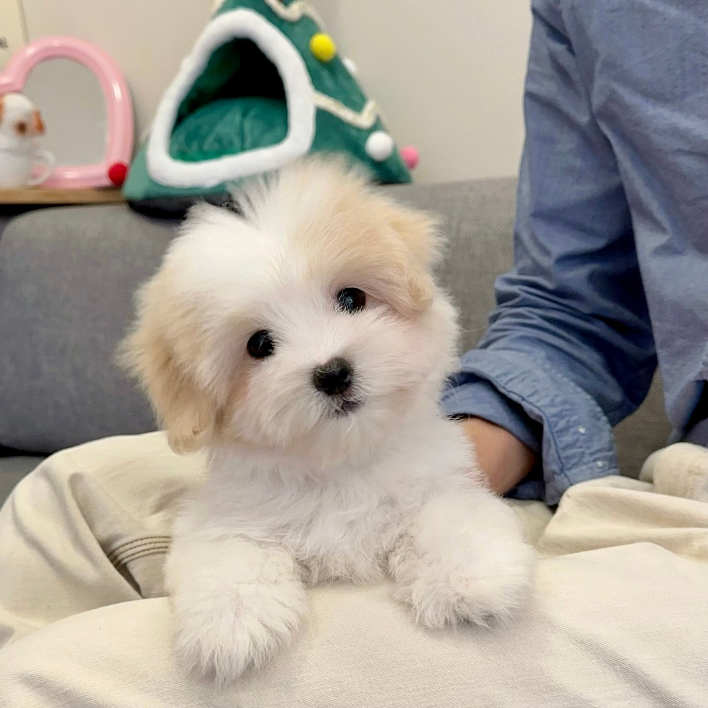 Coton de Tulear: Complete Guide to the Royal Dog (2024)