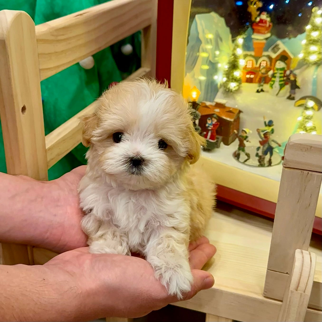 DIY Puppy Grooming: 3 Easy Steps | Home Care Guide 2024