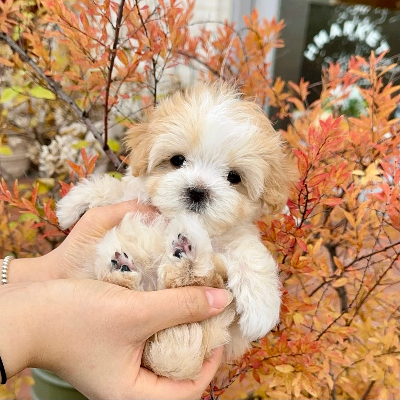 Everything You Need to Know About Dog Probiotics