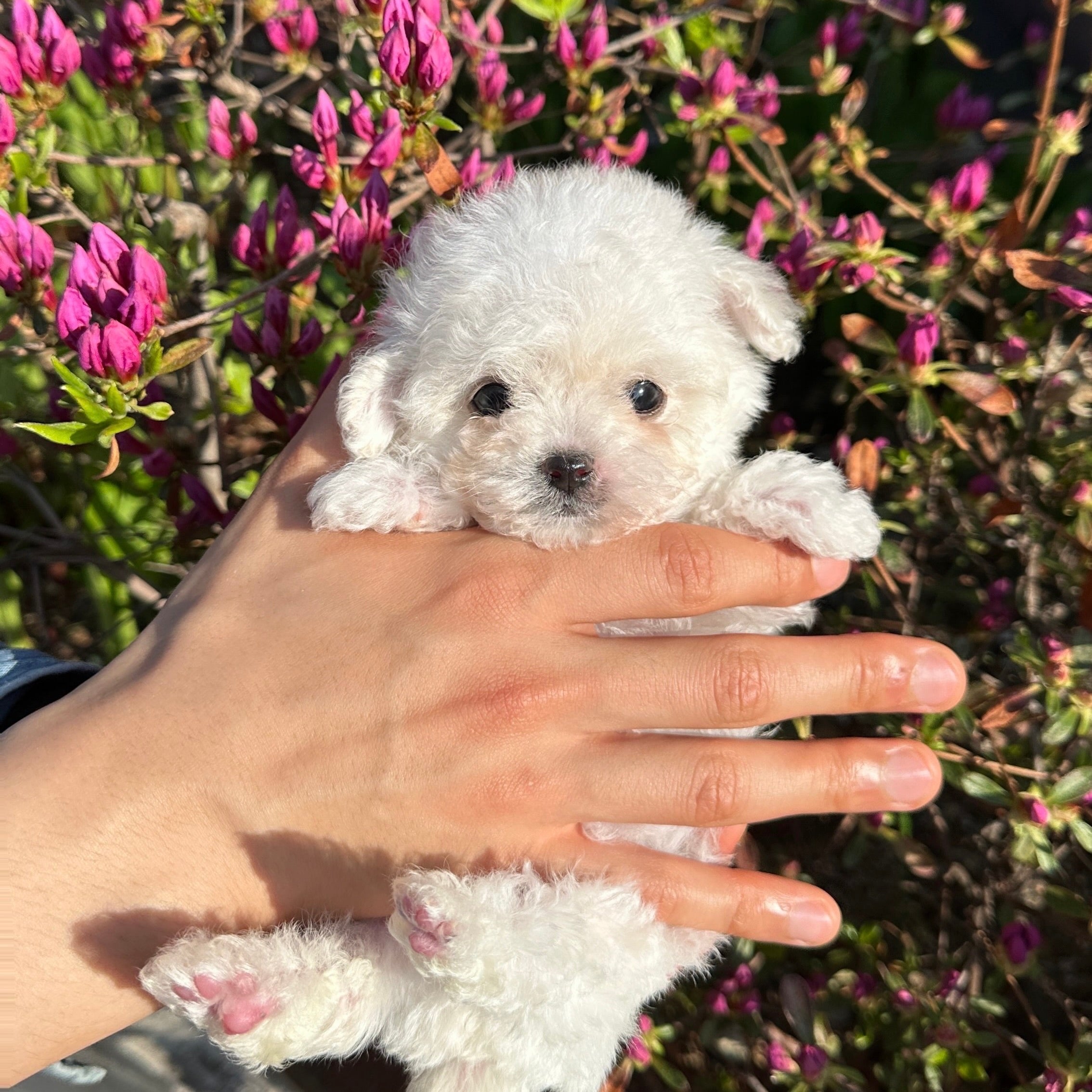 KOREAN MINI BICHON FRISE PUPPIES: WHY THEY MAKE THE BEST FAMILY PETS