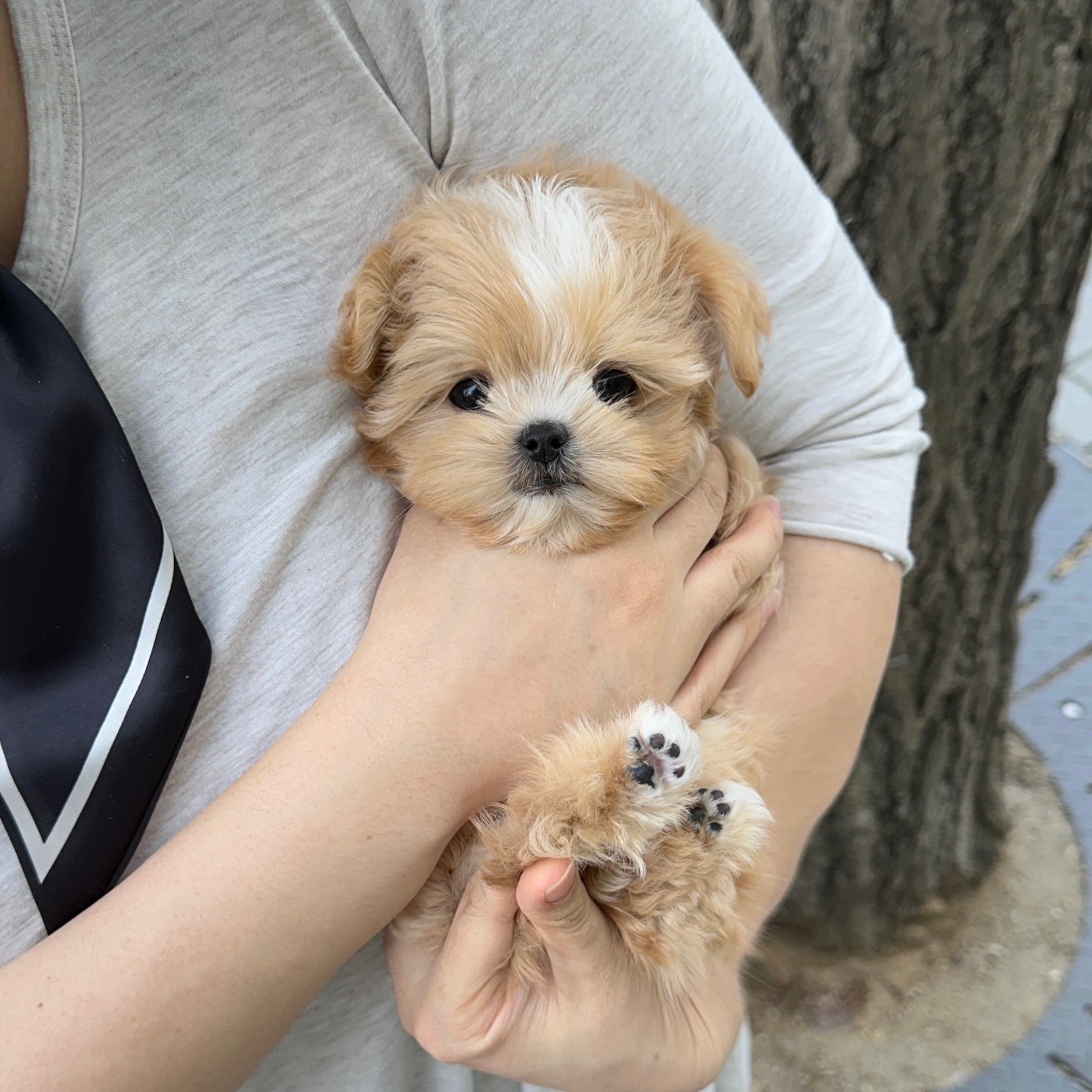 WHY MALTIPOOS FROM KOREA ARE THE BEST COMPANION PUPPIES