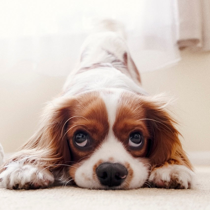 Five important factors to consider while bringing home a puppy for the first time!