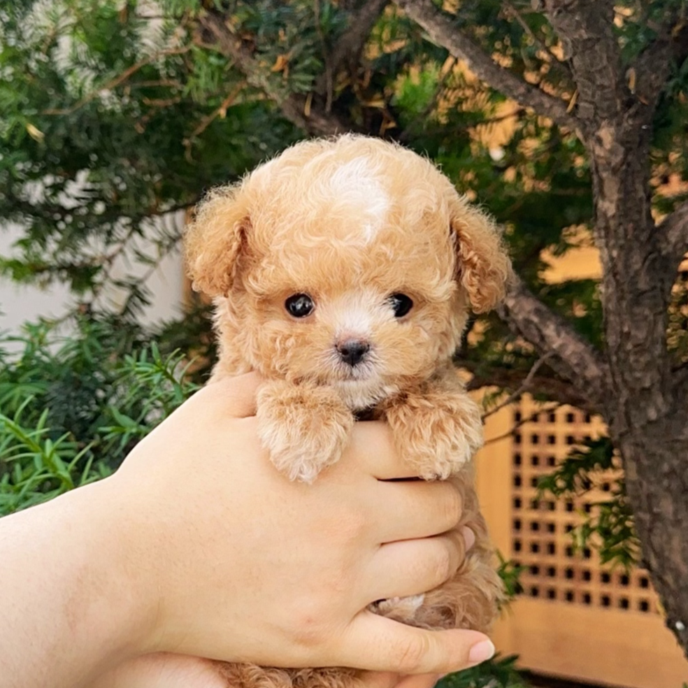 Get to know Maltipoo, Kim's most popular furry friend.
