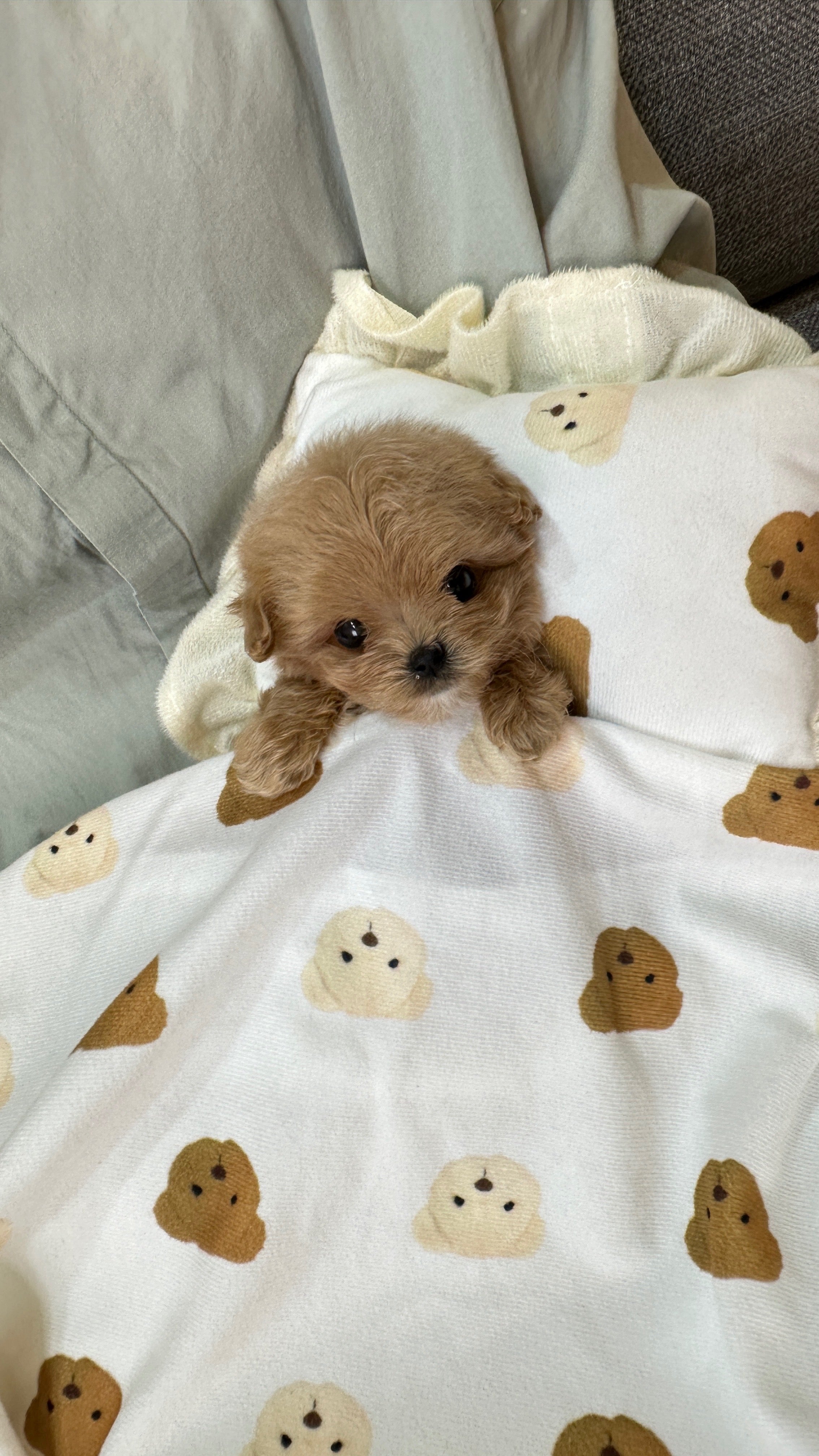 Teacup Maltipoo vs Teacup Poodle: Which Puppy Is Right for You?