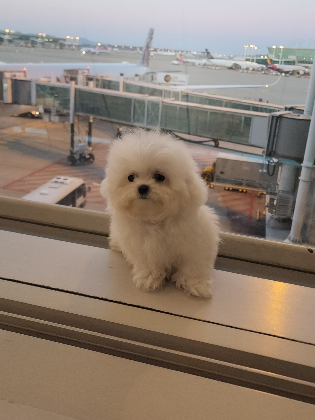 How to Bring a Puppy from Korea to Thailand✈️