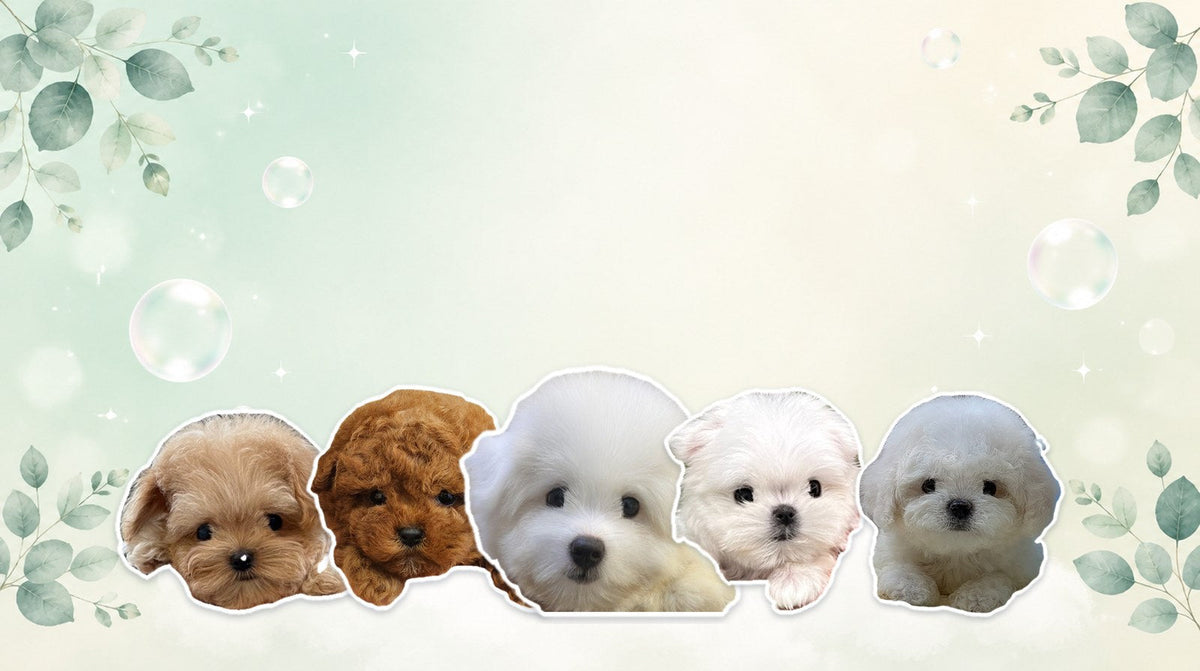 Low-shedding puppies for allergy sufferers: Maltipoo, Toy Poodle, Coton de Tulear, Maltese and Mini Bichon