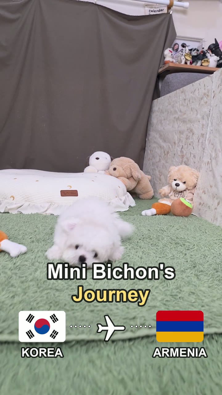 Mini Bichon puppy Bada's journey from Korea to Armenia