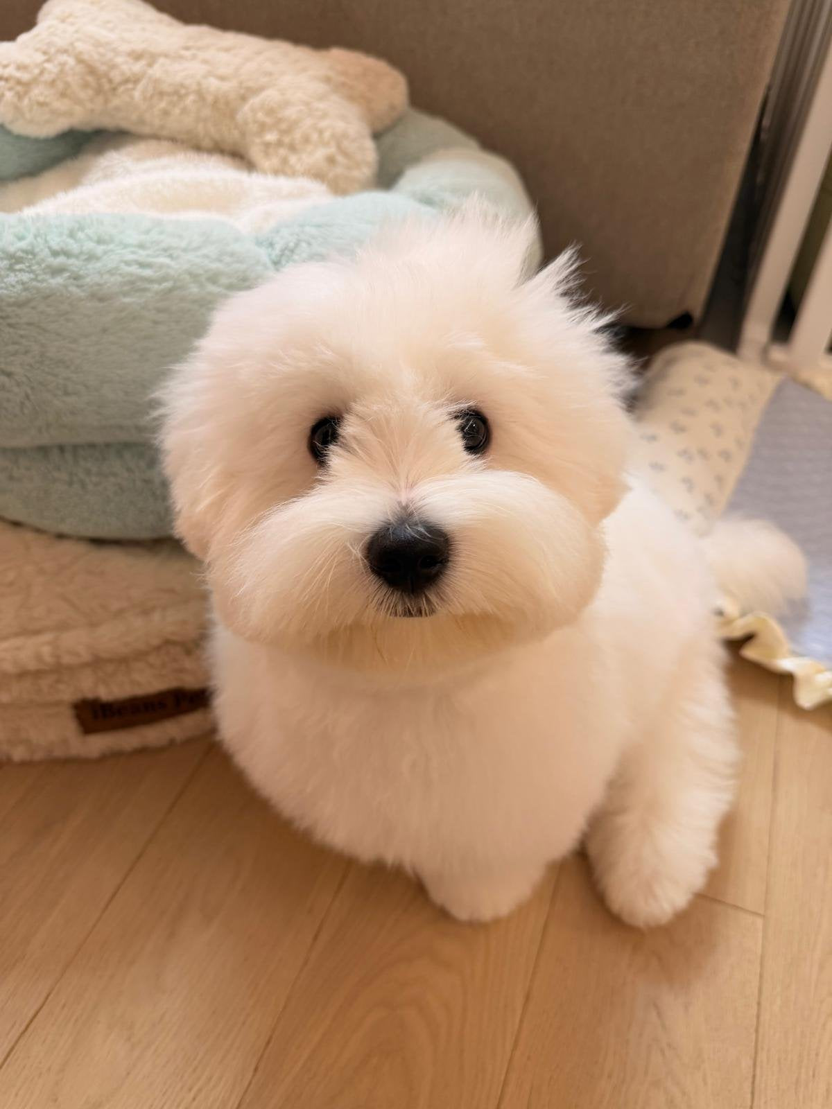 🇭🇰 Mochi the Coton de Tulear Flies from Korea to Hong Kong on Korean Air ✈️