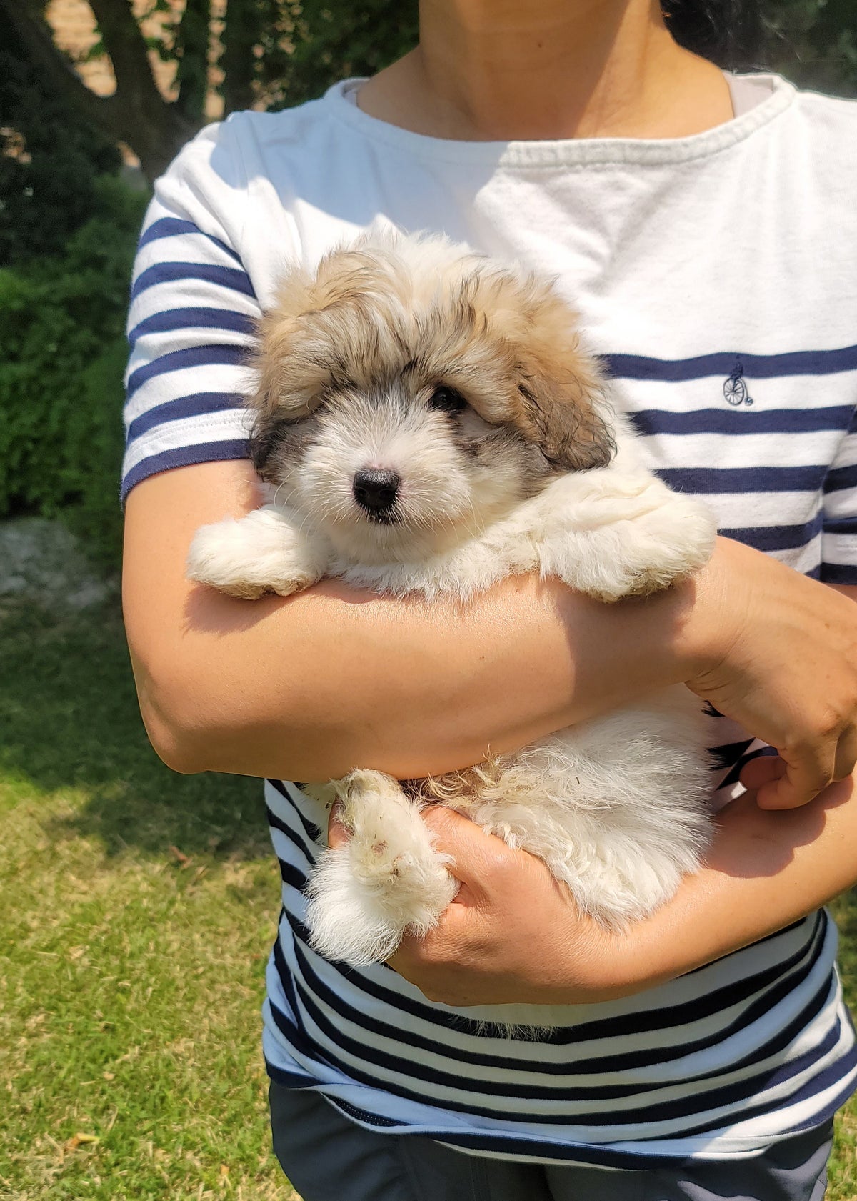 Adoption Cotons For Sale Sale Coton De Tulear Rescue Dogs 2025
