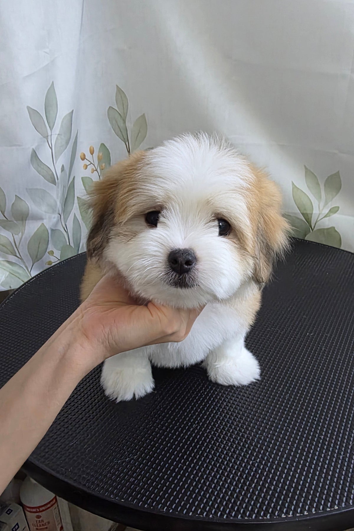 CARAMEL - FEMALE (COTON DE TULEAR)