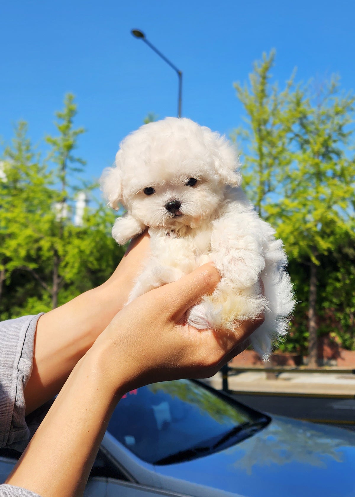 Teacup Bichon Frise Puppy For Sale Bichon Frise Akc Breeders