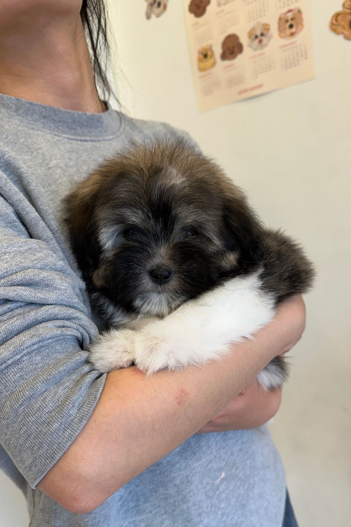 CAMEM - MALE (COTON DE TULEAR)