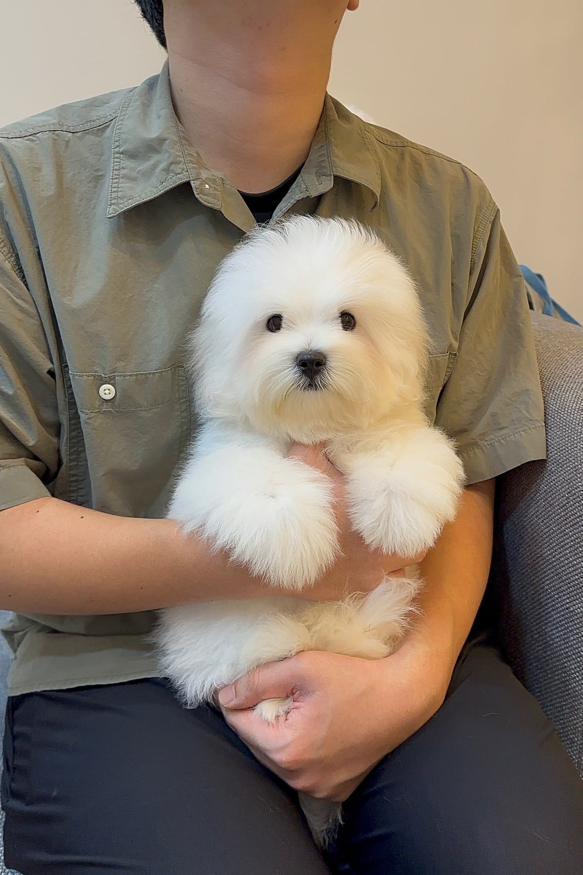 MALANG - MALE (COTON DE TULEAR)