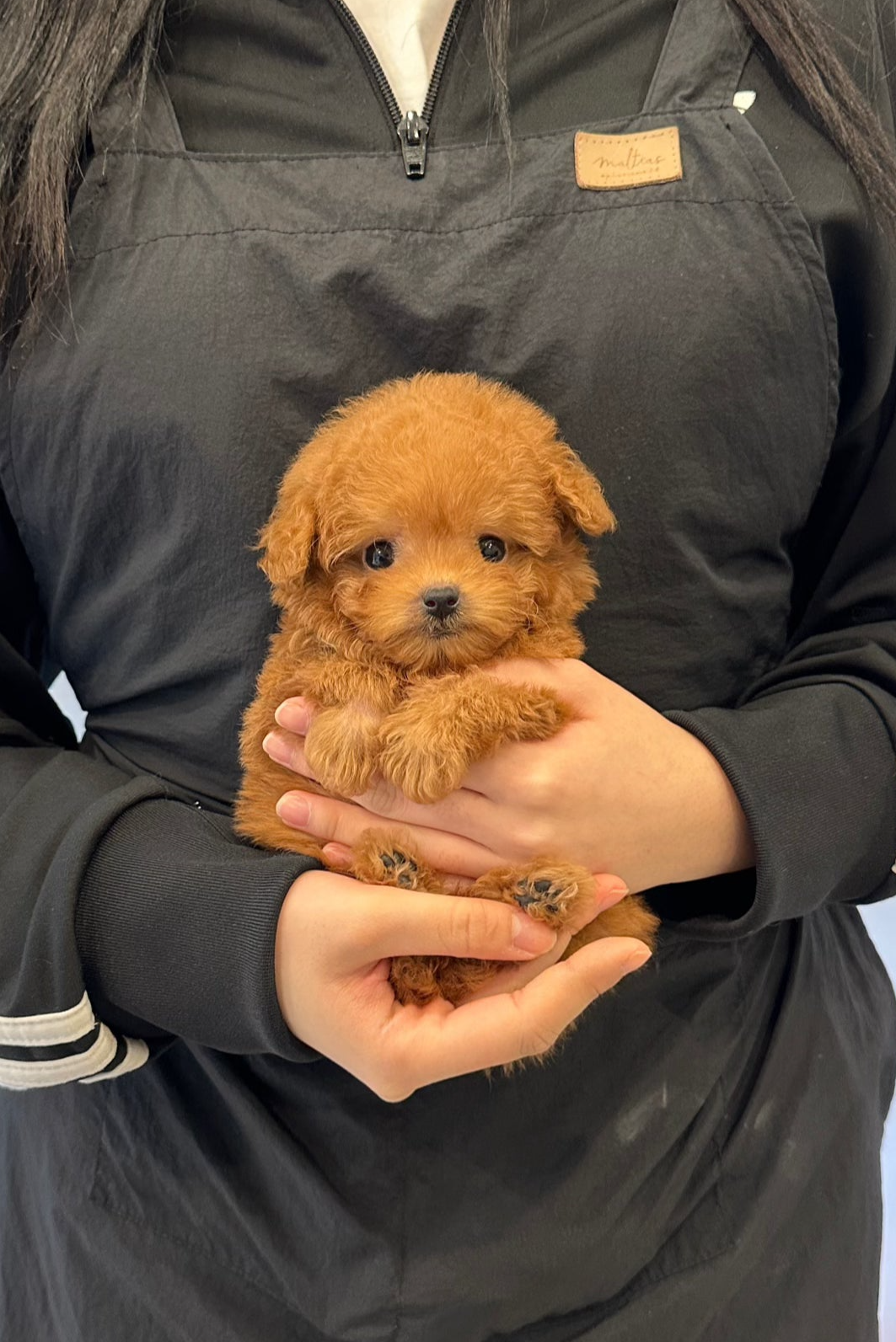 Teddy Bear Tiny Poodle Mix Brown Sproodlespringerpoo Puppy Dog