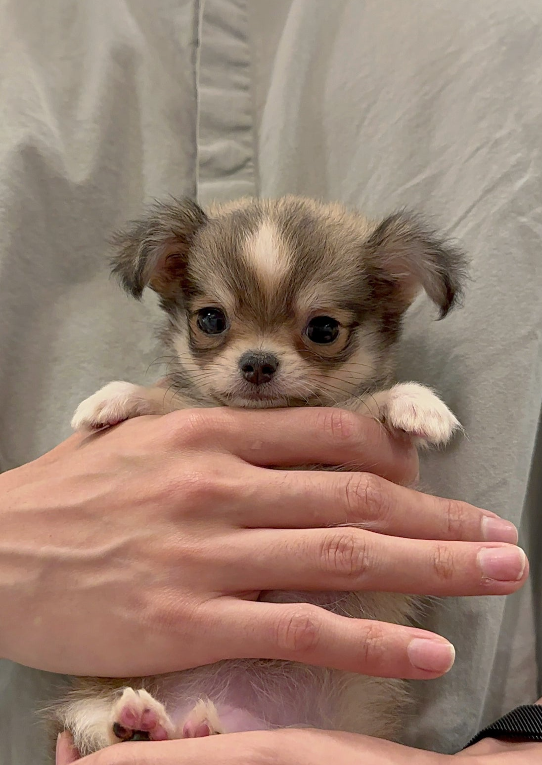 Cute Chihuahua Long Haired Female Chihuahua For Sale HOT Teacup