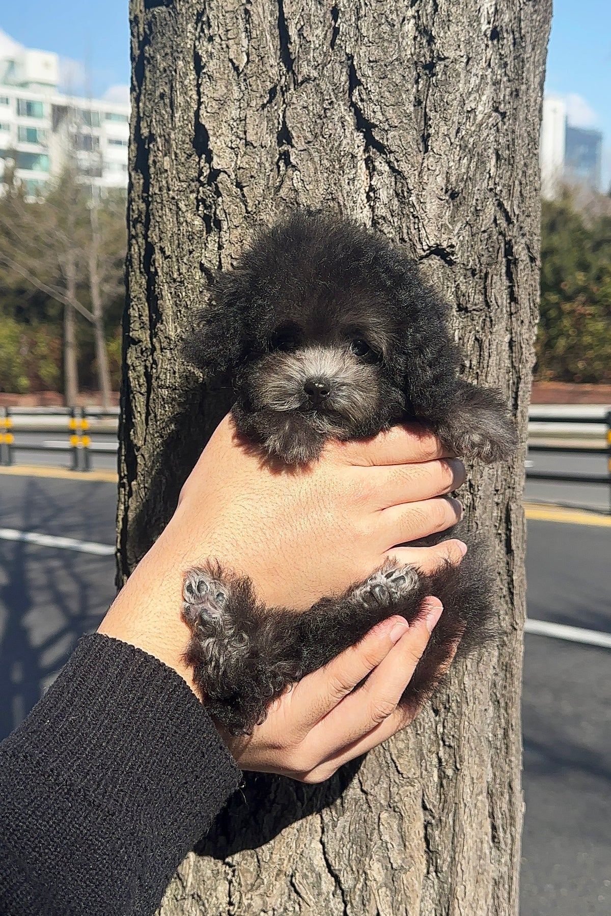 LISA FEMALE TEACUP POODLE Kim s Pups lisa-female-teacup-poodle-kim-s-pups