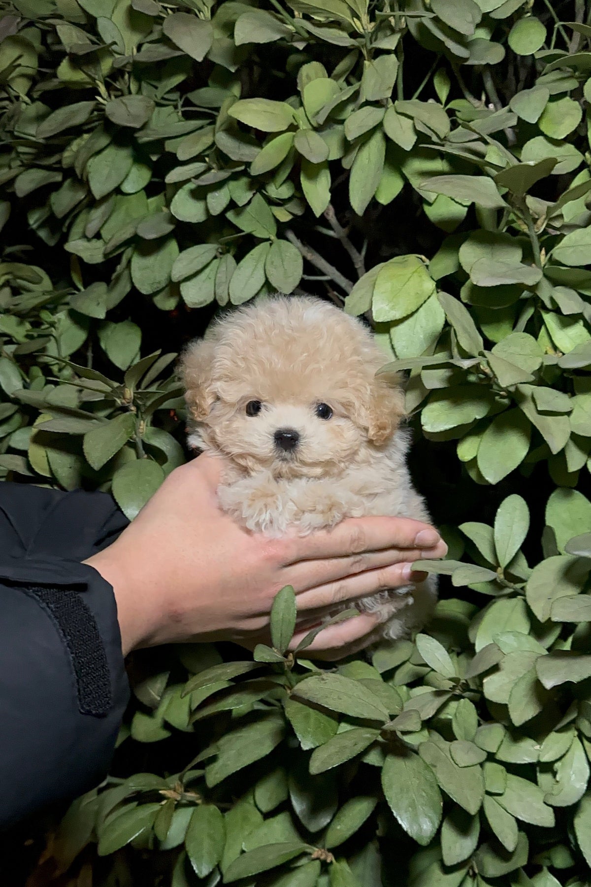 BISCUIT - MALE (MALTIPOO)