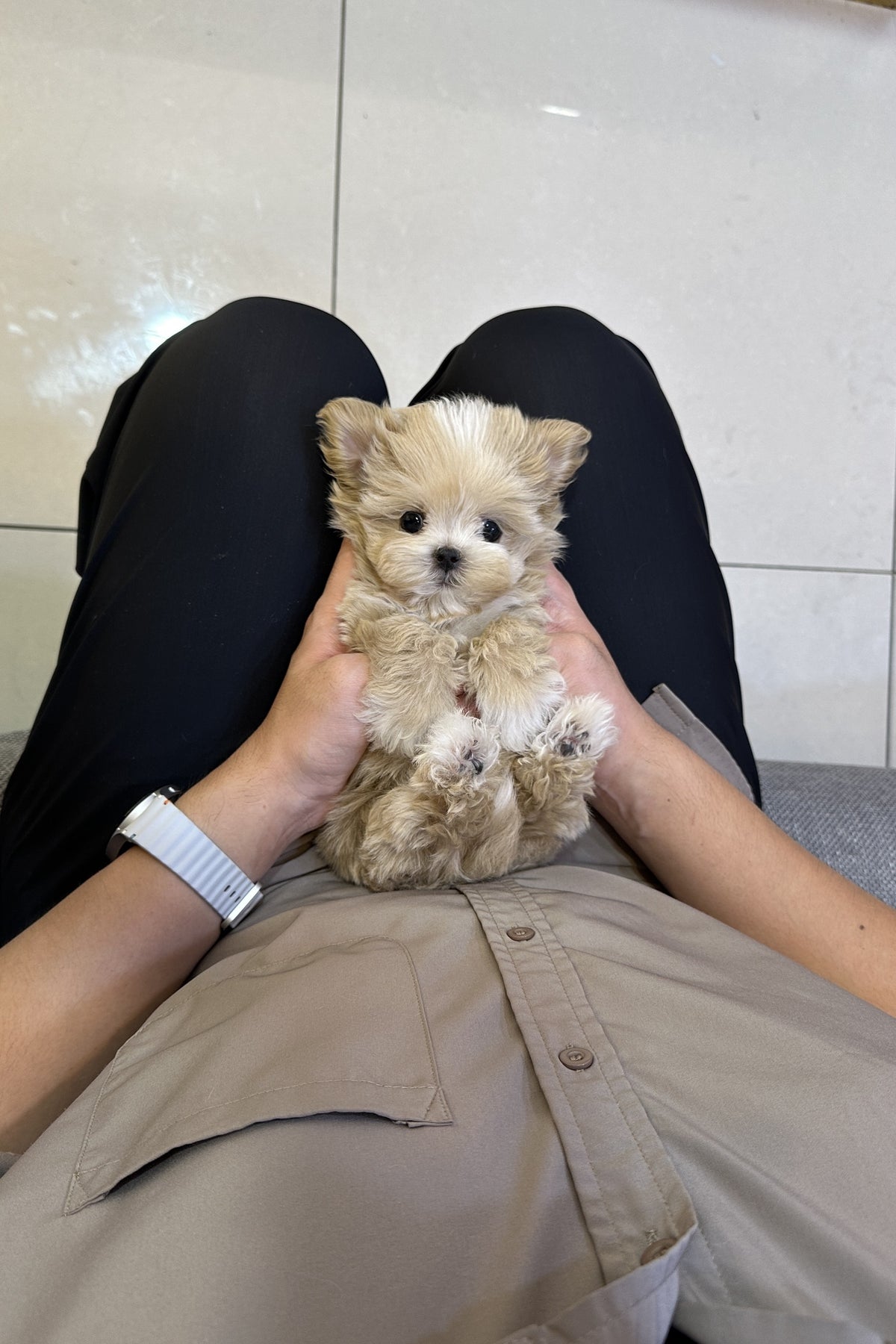 Nia, a small cream parti teacup maltipoo puppy with a gentle personality