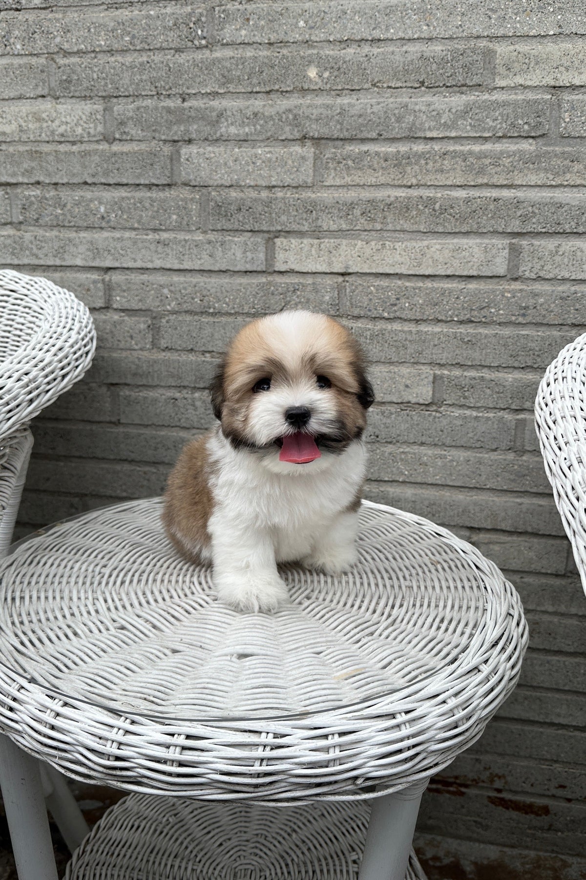 BROWN MALE (COTON DE TULEAR) – Kim's Pups