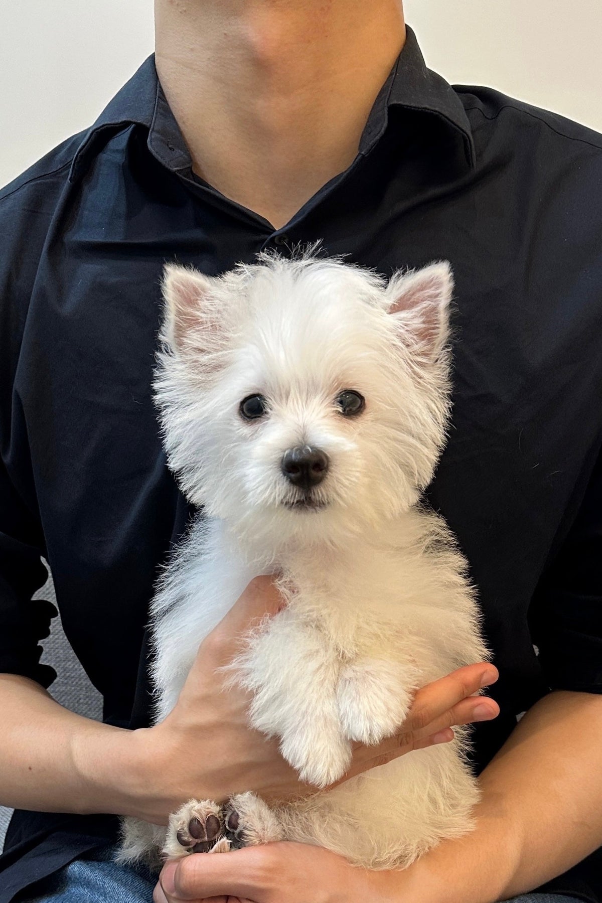Terrier Male Westie Puppy Names TIMO MALE (WESTIE) – Kim's Pups