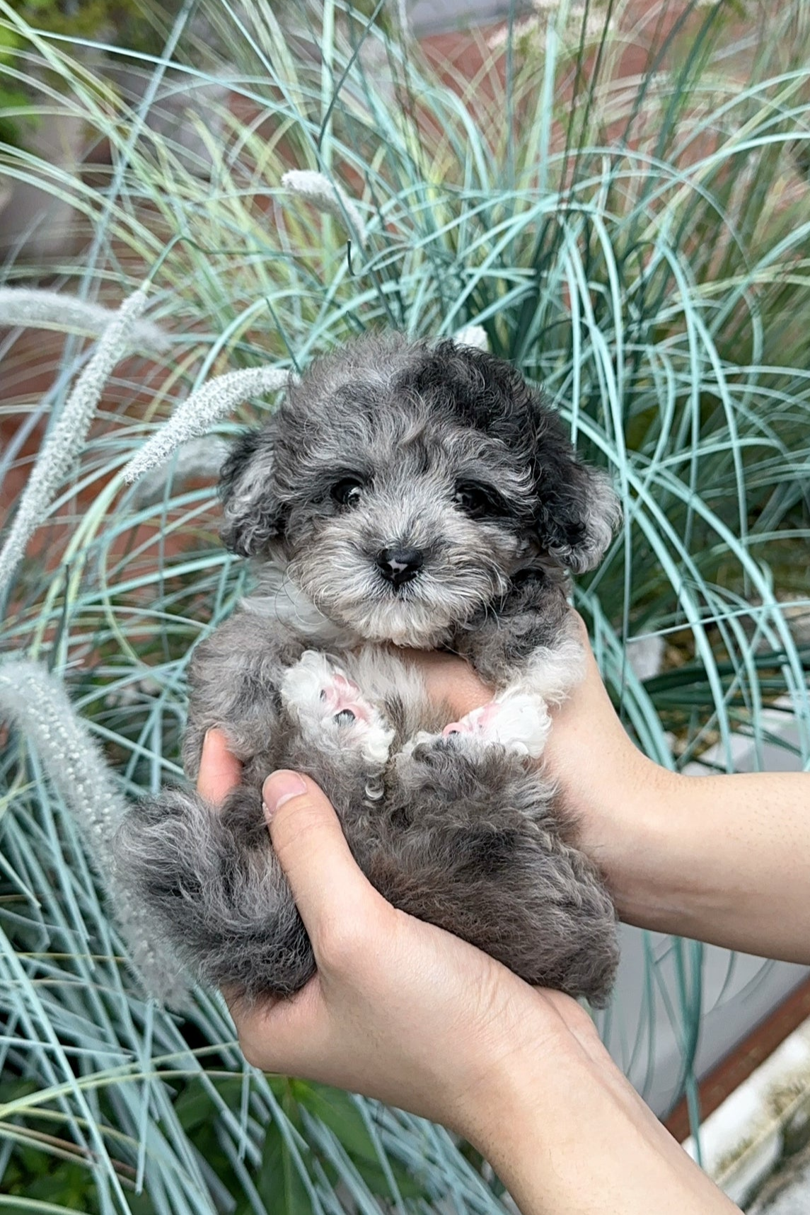 BLUE MALE (TINY POODLE) – Kim's Pups