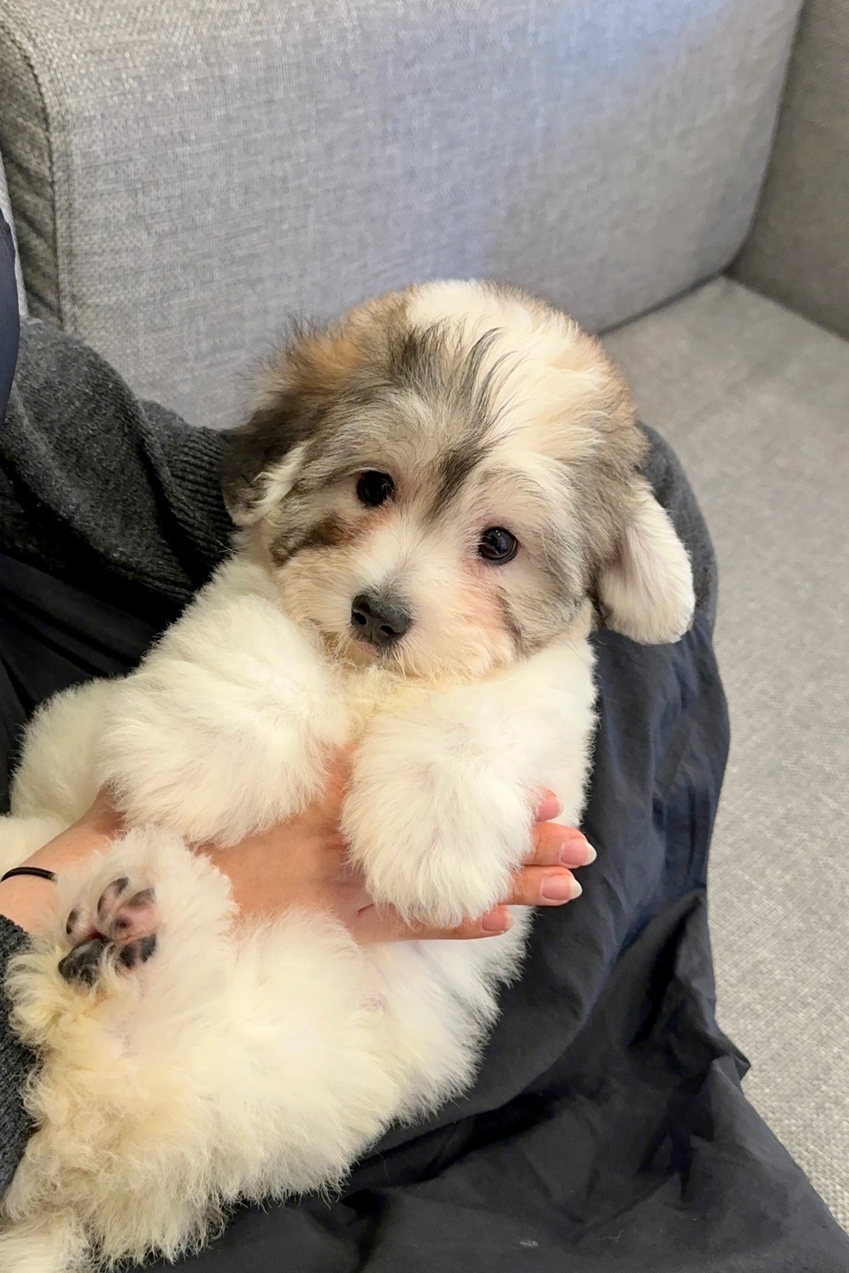 DAL FEMALE (COTON DE TULEAR) – Kim's Pups