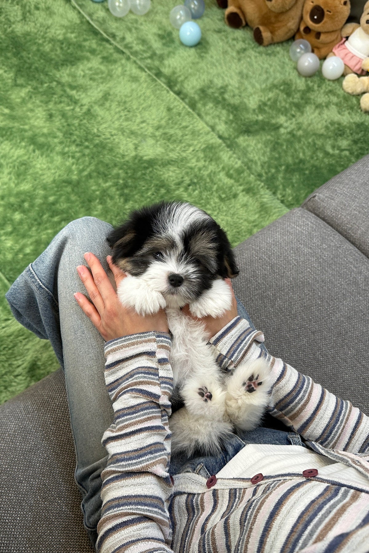 NERO - FEMALE (COTON DE TULEAR)