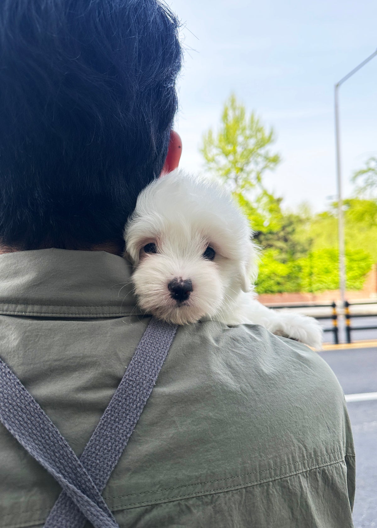 HORACE MALE (COTON DE TULEAR) – Kim's Pups