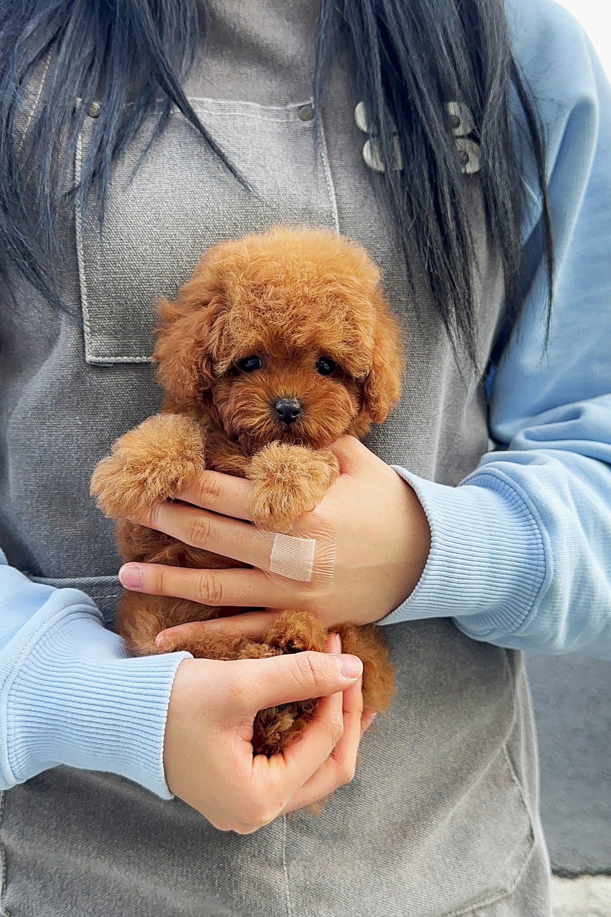 Tea Cup Poodle Toy Poodle Small Teacup Poodle Poodles In Need Tea