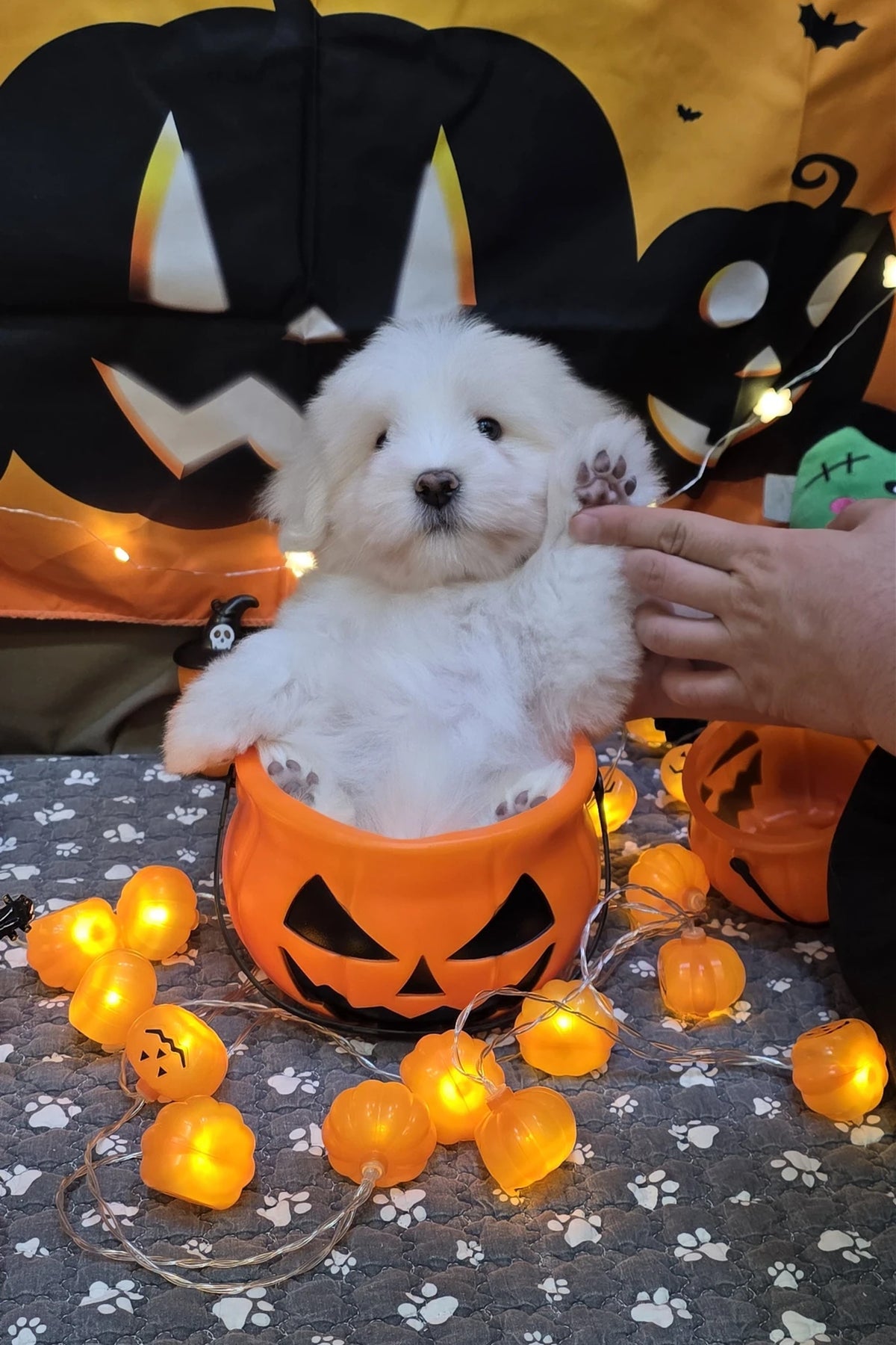 Rain, a white Coton de Tulear puppy sitting in a Halloween pumpkin basket