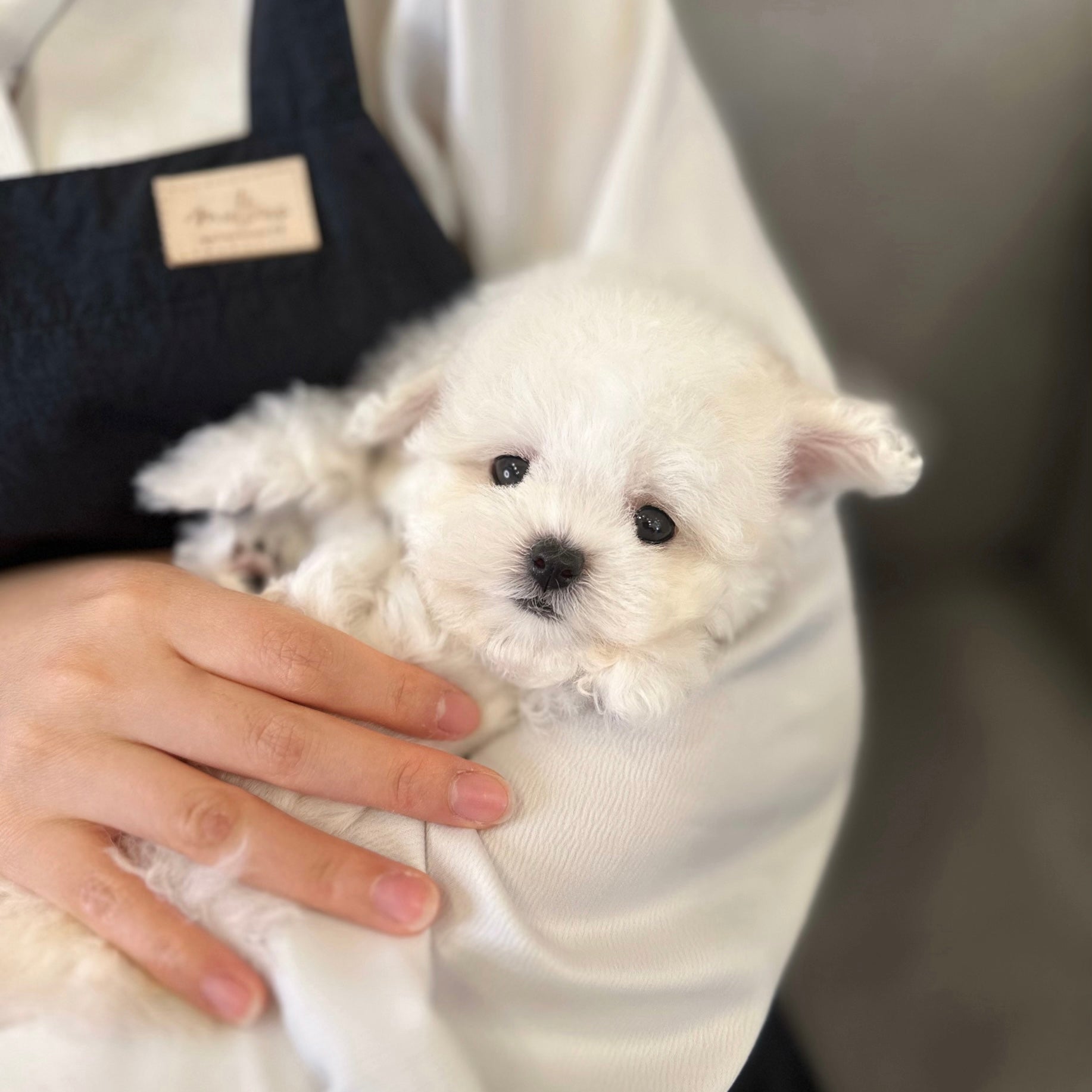 Bichon Frise: The Epitome of Fluffy White