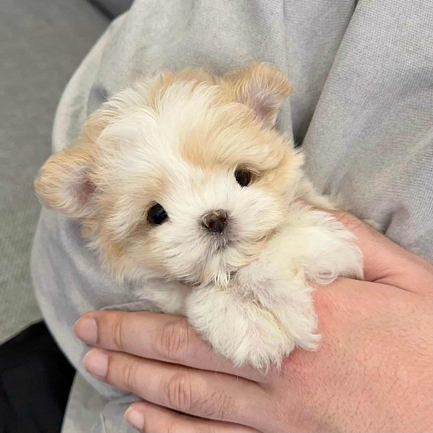 Meet the Maltipoo: Why This Adorable Hybrid Is Perfect for Families