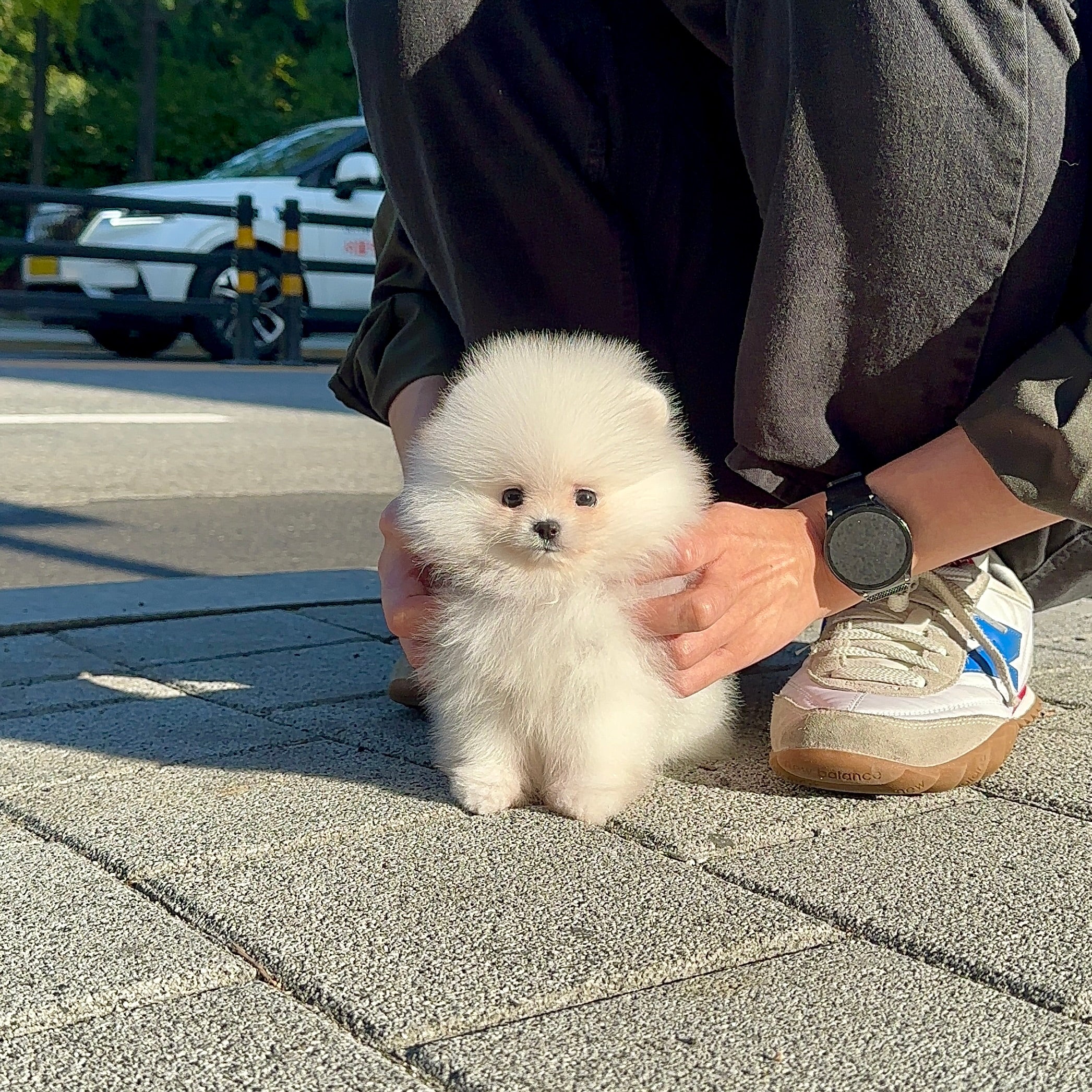 The Royal Favorite: Pomeranian