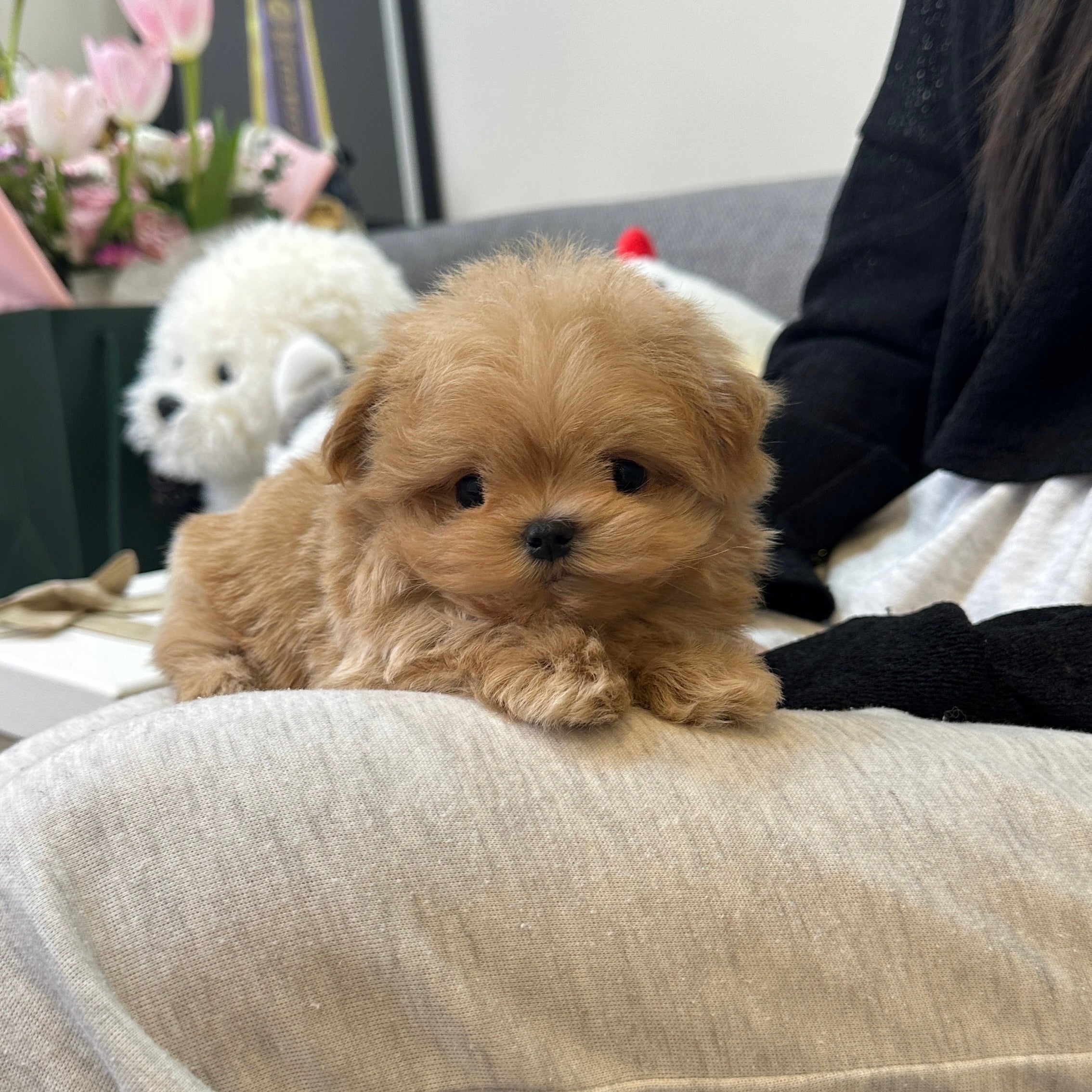 THE CUTEST SMALL DOG BREEDS FOR FIRST-TIME PUPPY PARENTS