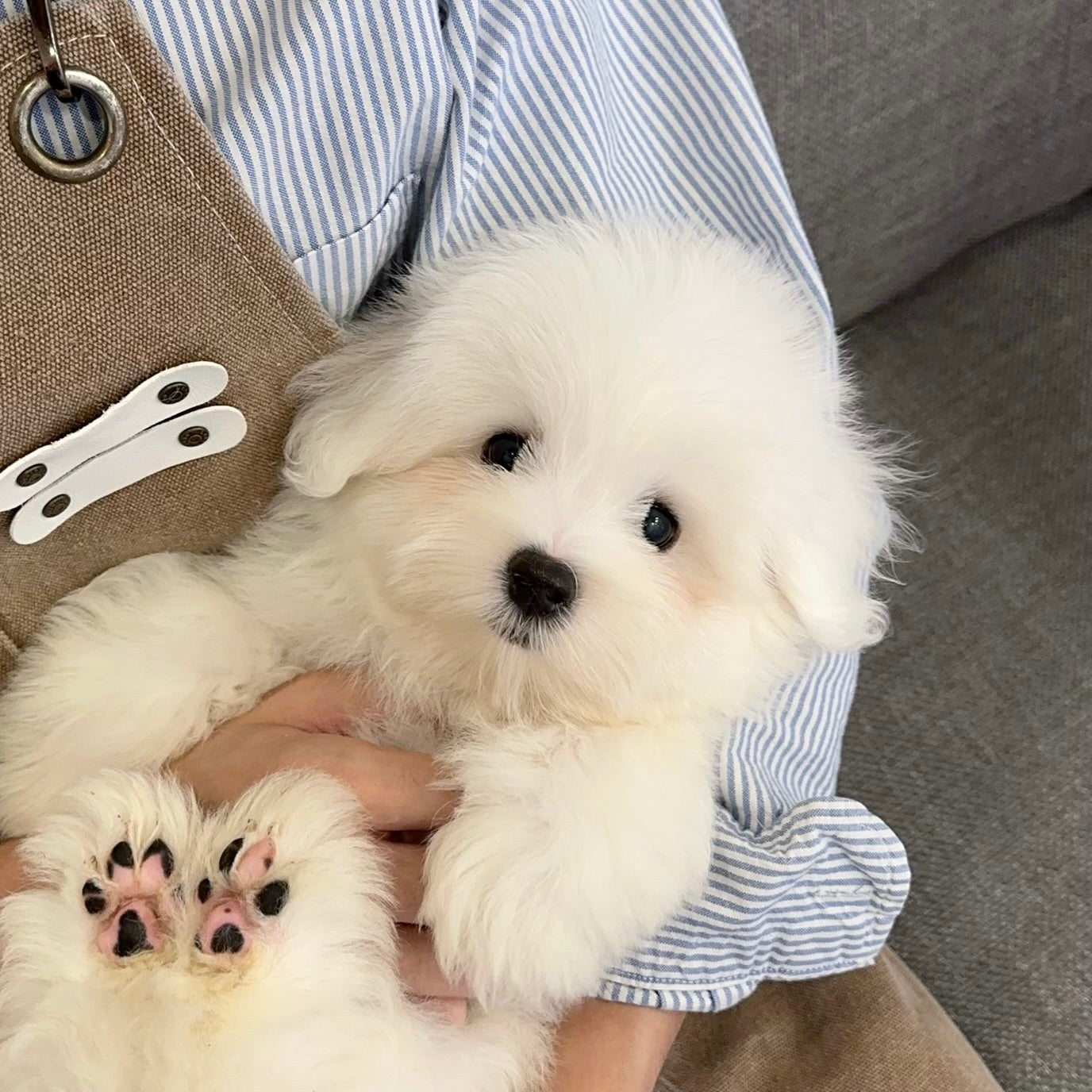 Everyone's Friend: Coton de Tulear