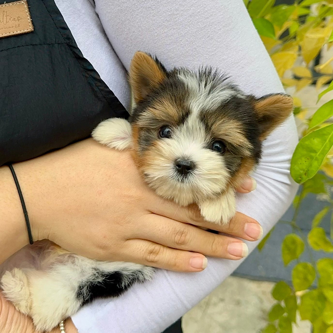 Complete Guide to Puppy Potty Training: 4 Professional Tips
